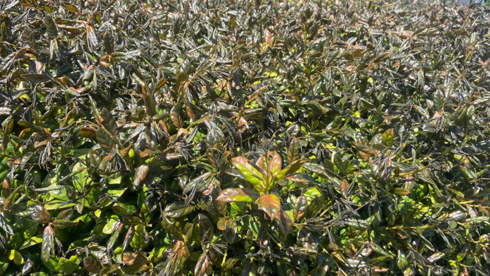 Cold Weather Damage to Shrubs