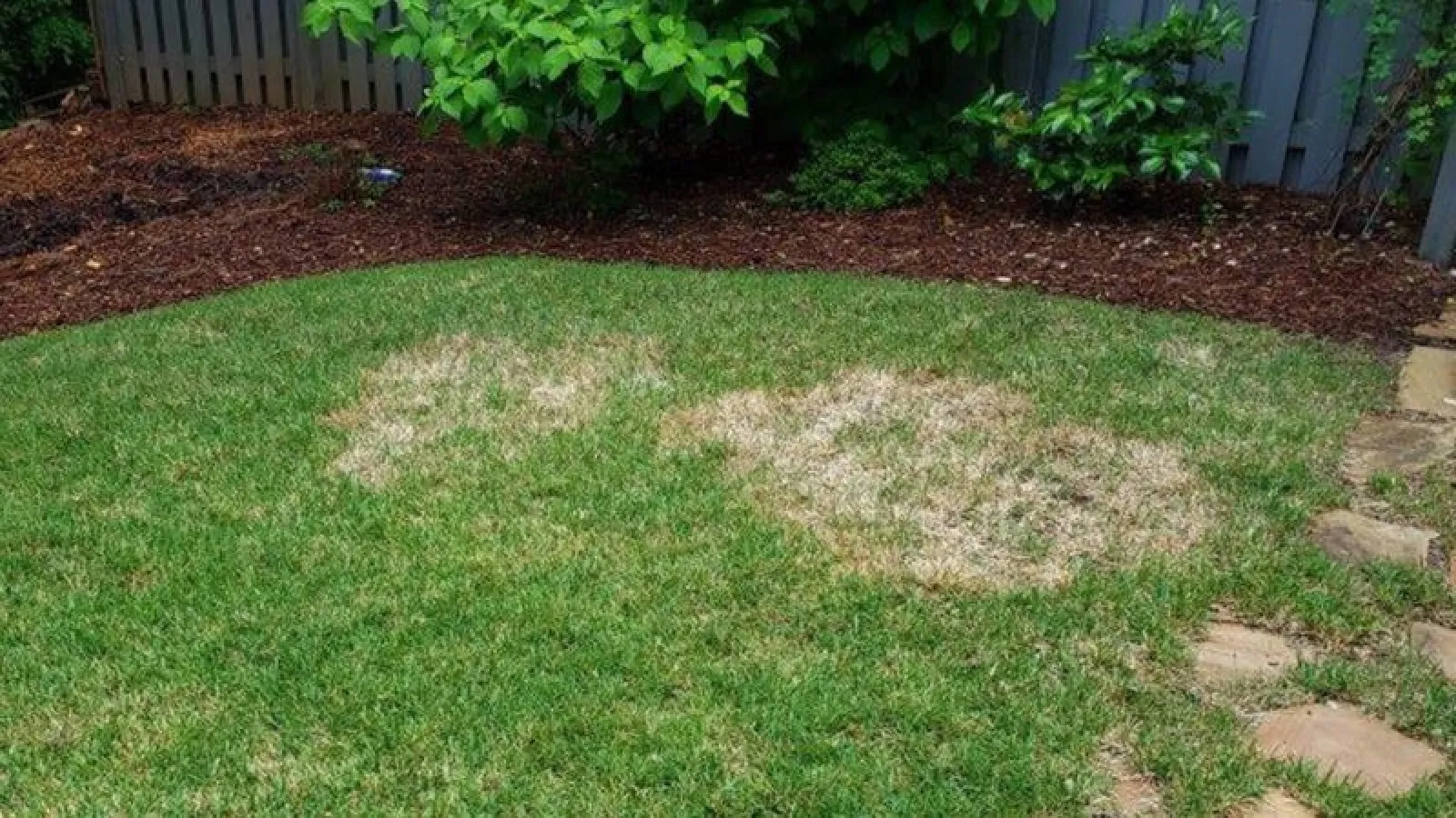 Zoysia Patch