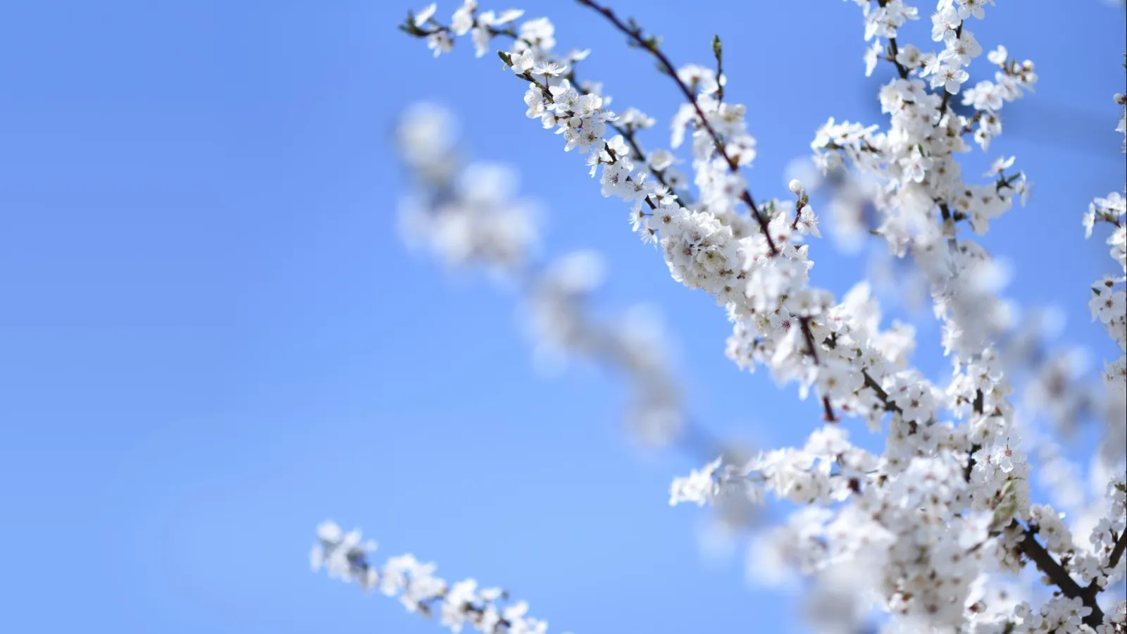 How To Protect Your Lawn from Late Spring Frost