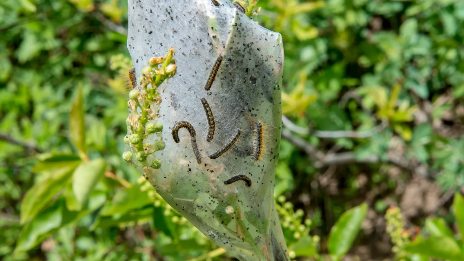 Fall Webworms