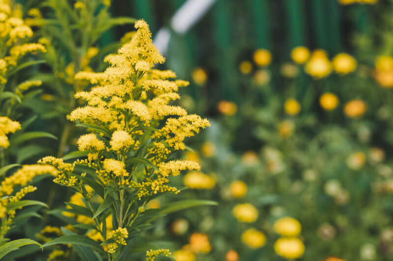 goldenrod