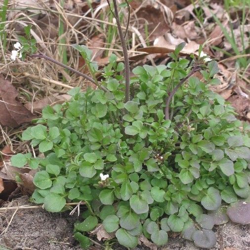 hairy bittercress