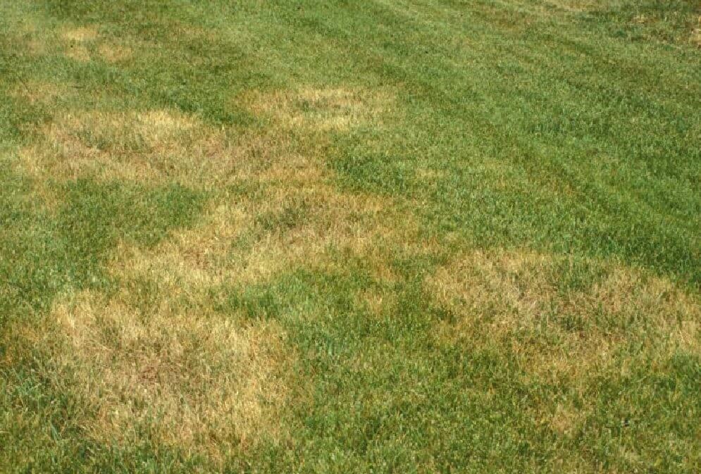 Keep Fungal Diseases Out Of Your Lawn