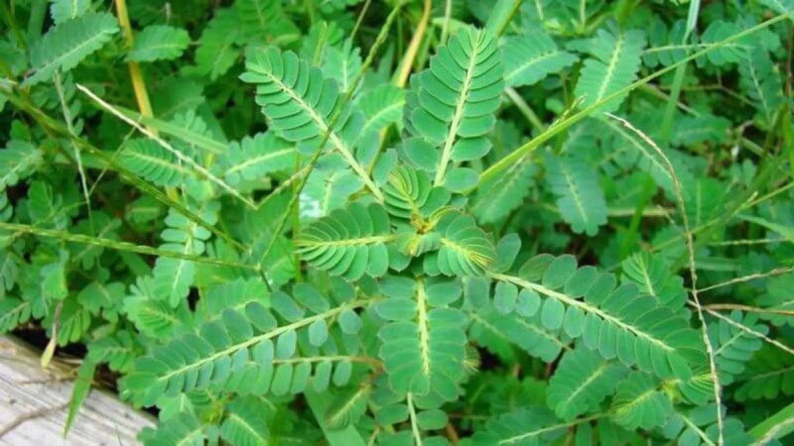 Pesky Summer Lawn Weeds