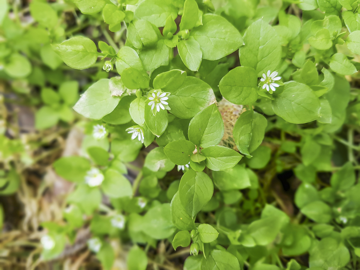 Common Winter Weeds and How To Eat Them