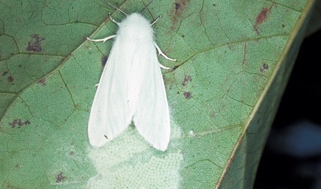 Fall Webworms