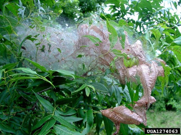 Fall Webworms