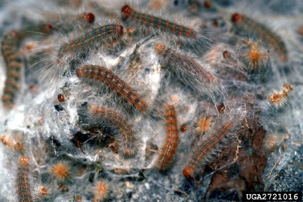 webworm larvae