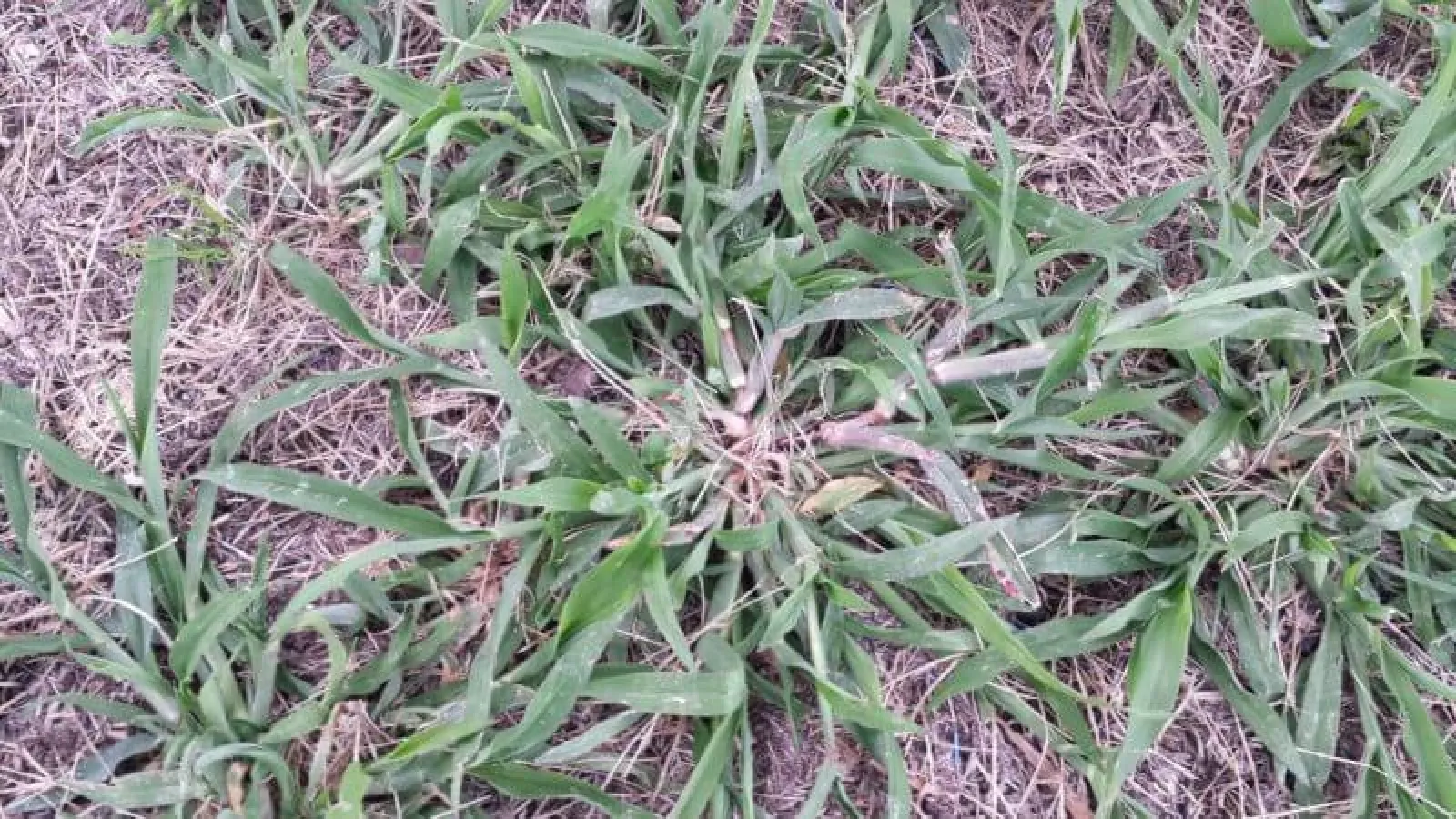 Crabgrass