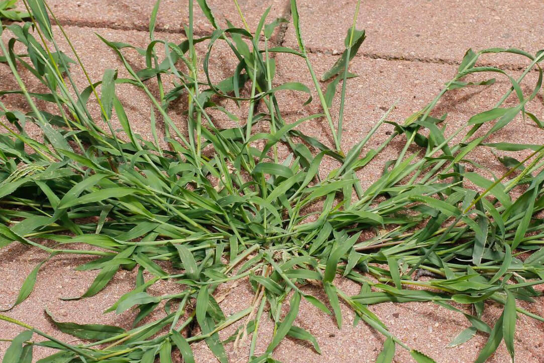 Crabgrass