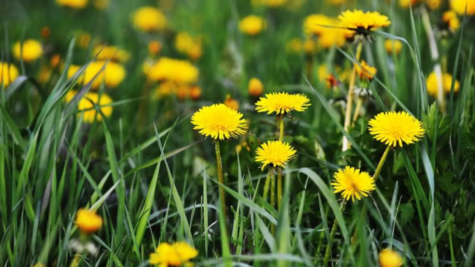 Common Winter Weeds and How To Eat Them