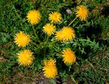 dandelions