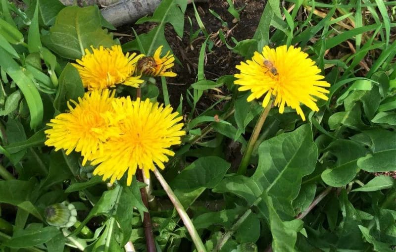 dandelions