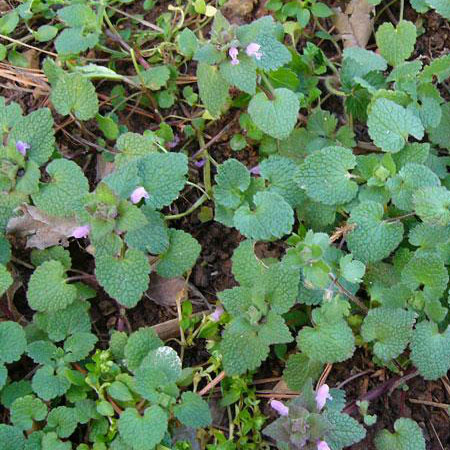 deadnettle weed