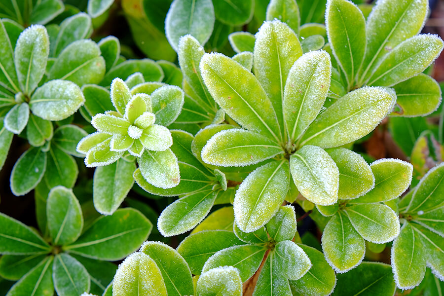 Cold Weather Damage to Shrubs