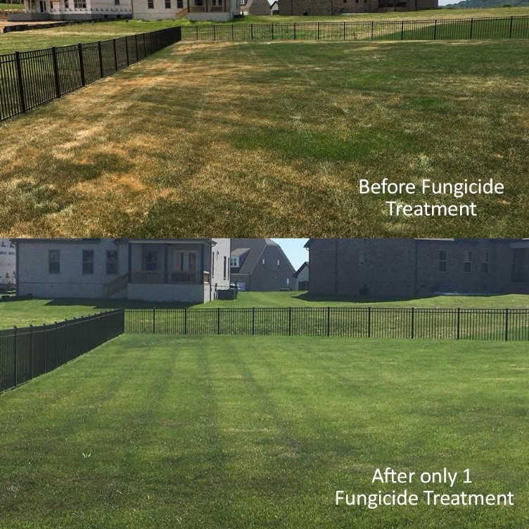 Before & after fungicides