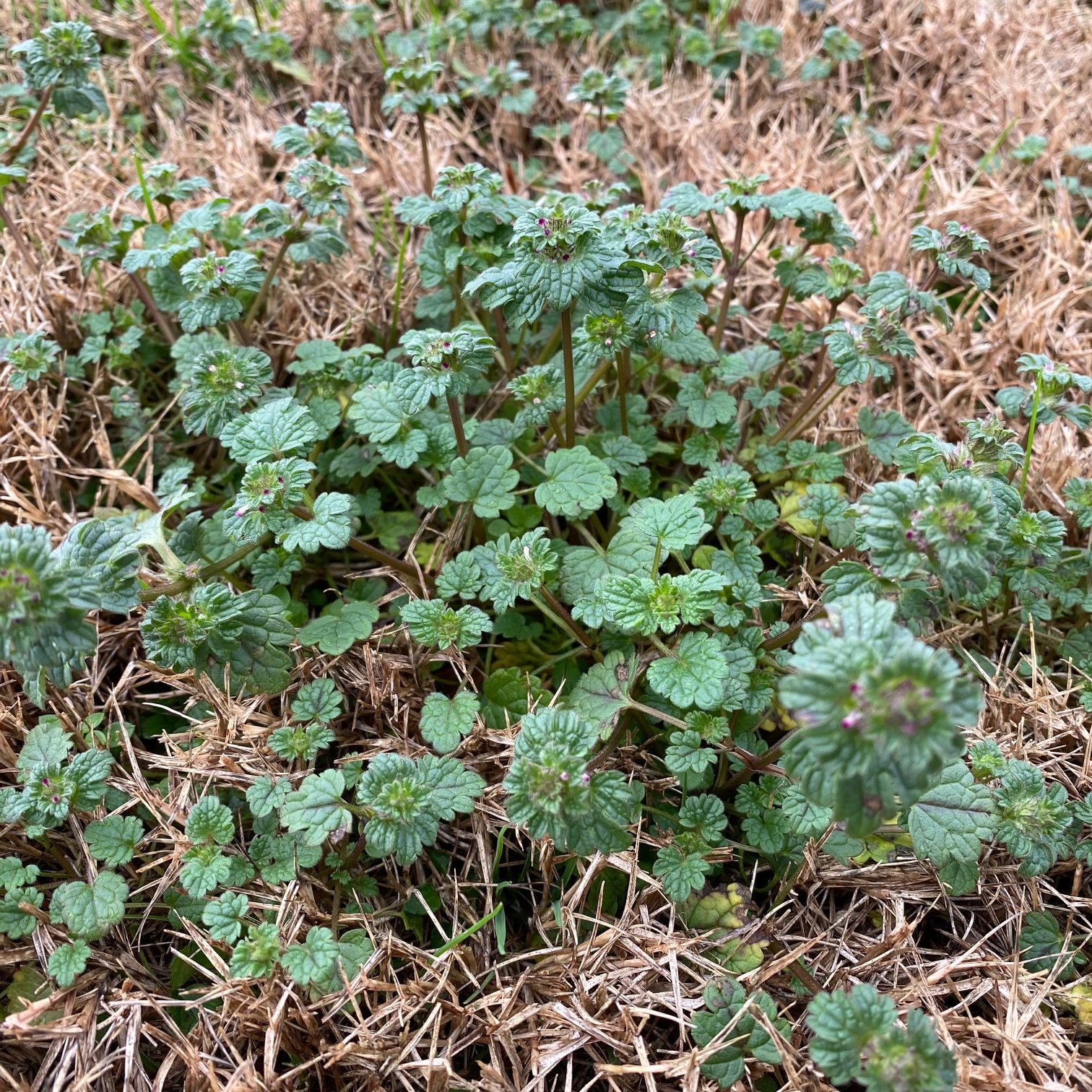 henbit