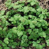 flowering henbit