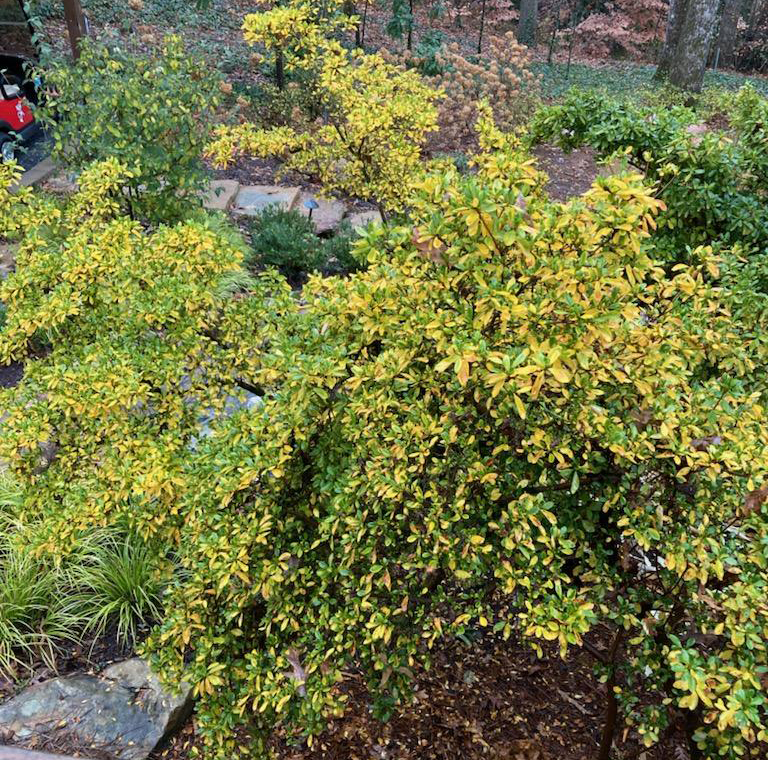 Common Winter Shrub Issues