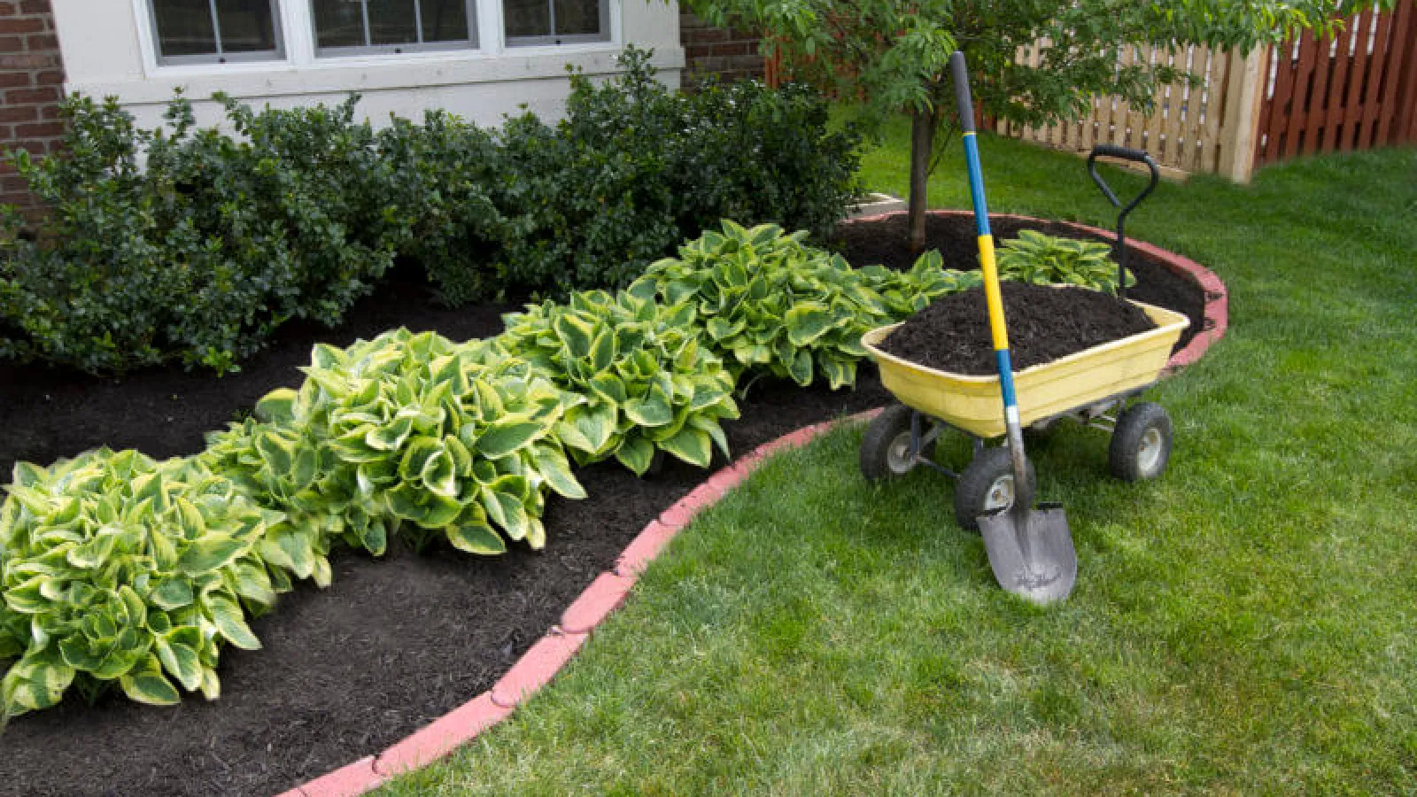 Mulch around plants