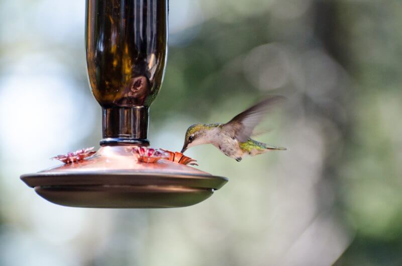 bird feeder