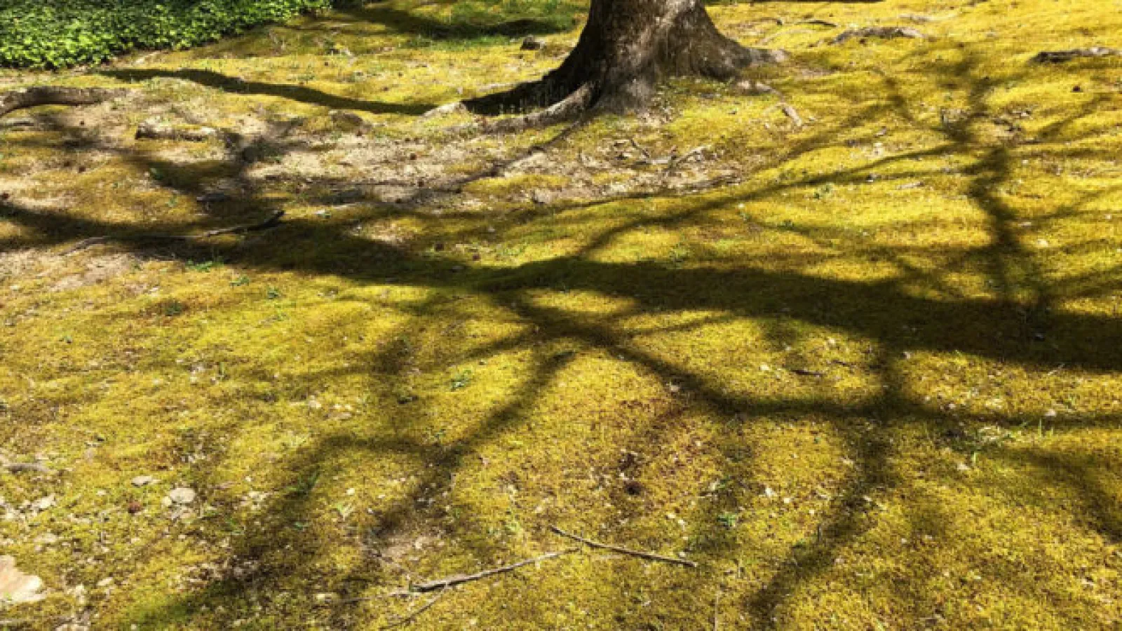 Moss In Lawn