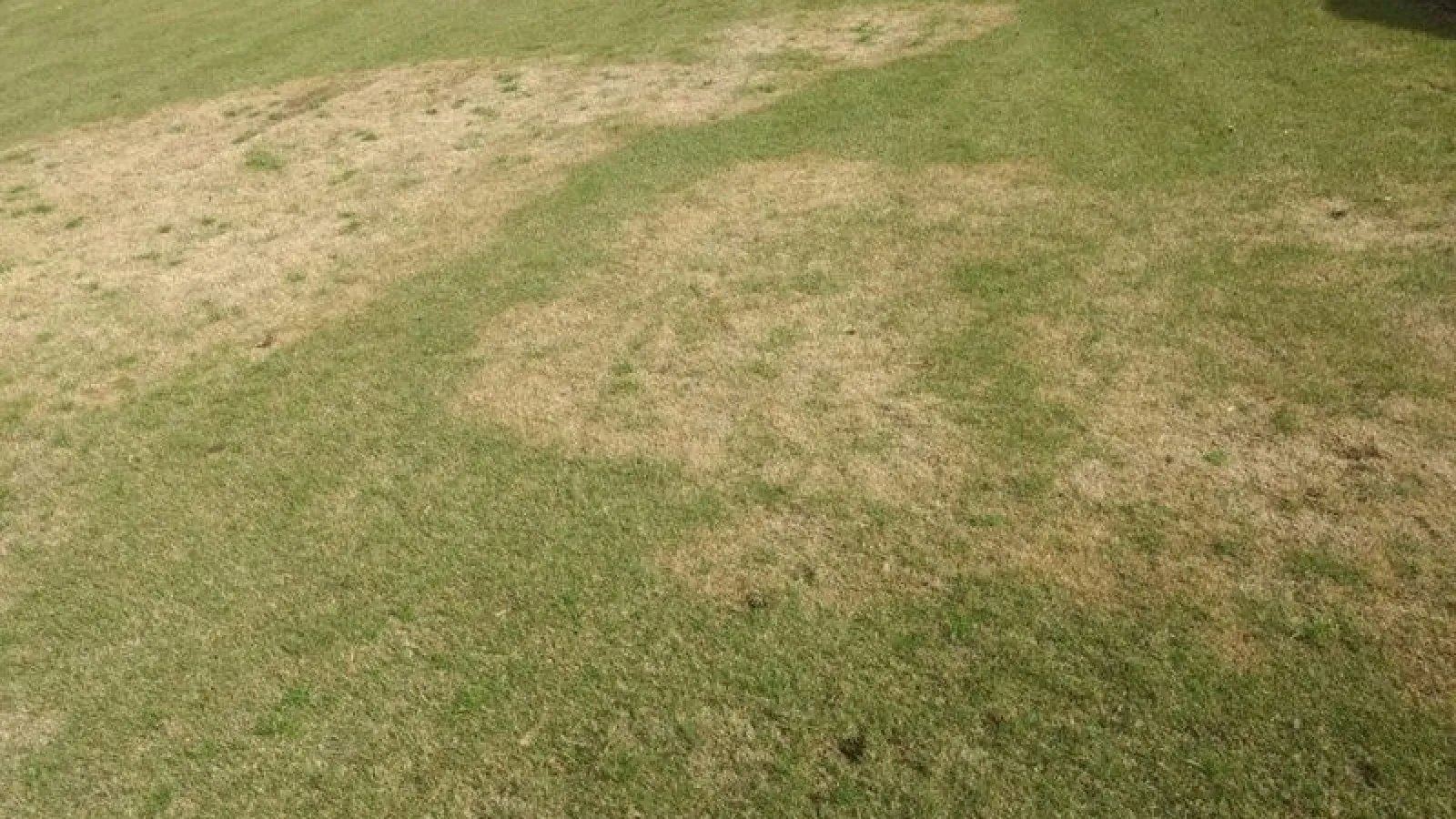 Lawn Disease