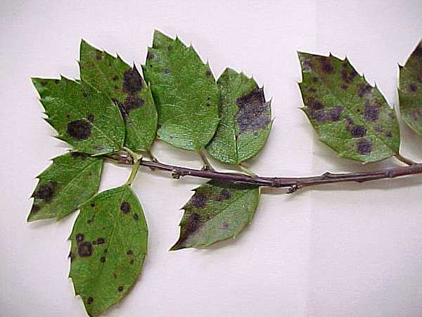 Common Winter Shrub Issues