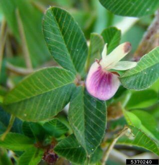 lespedeza