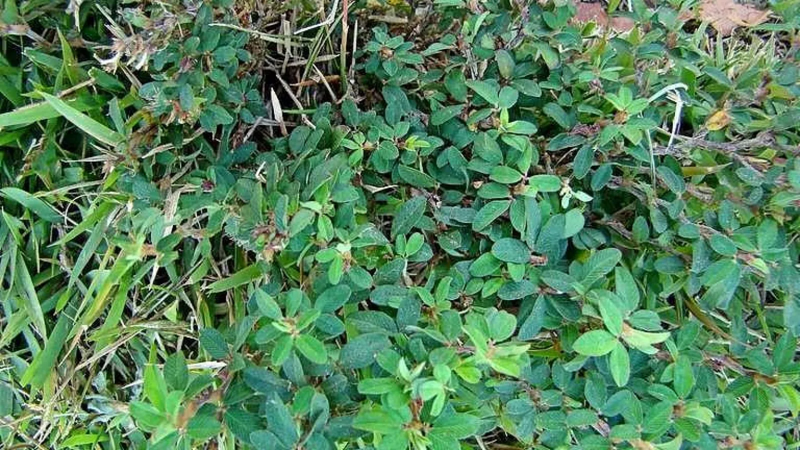 Common Summer Weed: Lespedeza