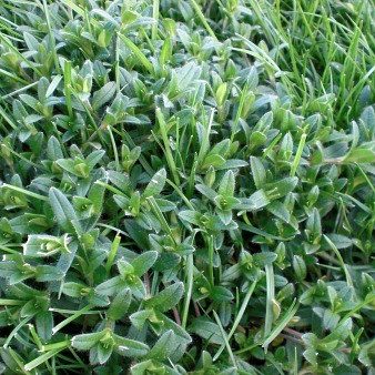 Mouse-ear Chickweed