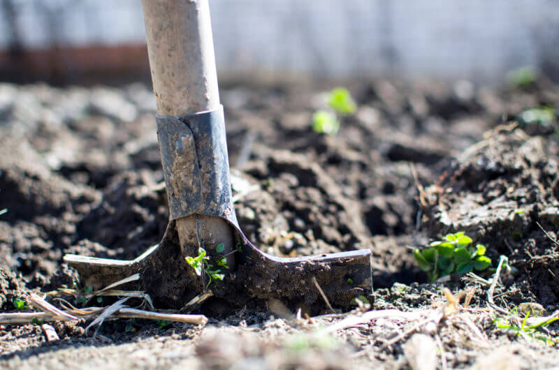 Preparing Your Garden for the Fall