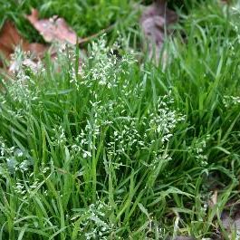 poa Annua weed