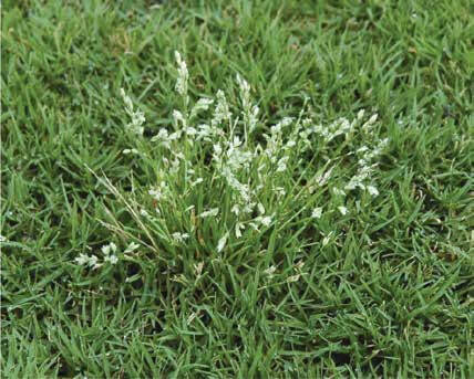 Poa annua