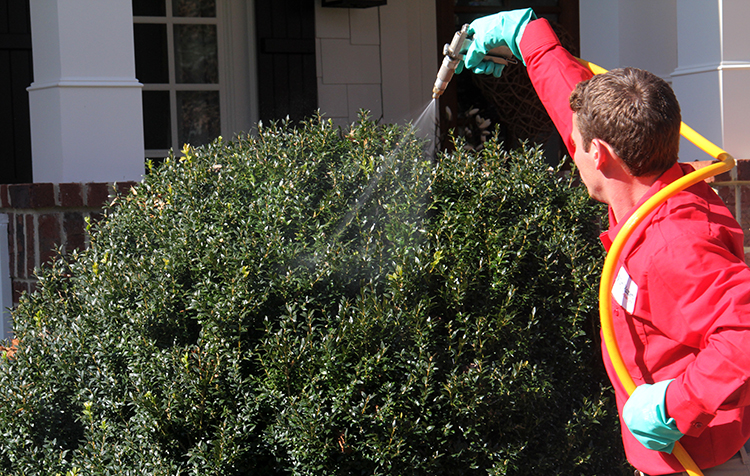 Team Member applying product to shrubs