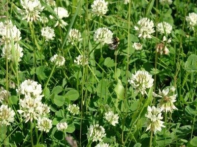 Common Perennial Winter Weeds