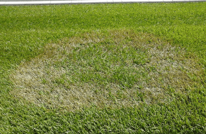 brown patch fungus in lawn