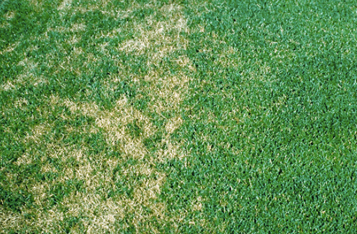 dollar spot disease in lawn