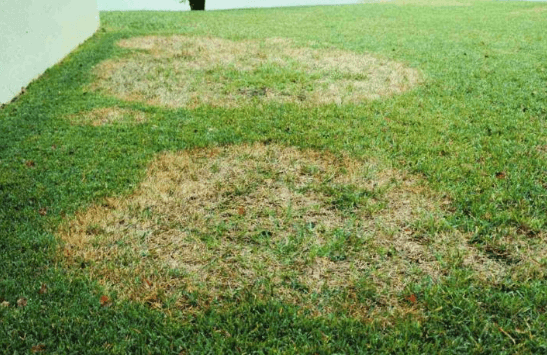 Zoysia Patch in Zoysia lawn