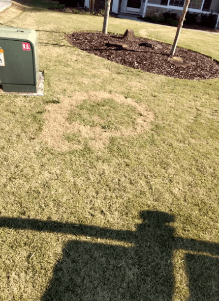 Zoysia Patch in Zoysia lawn