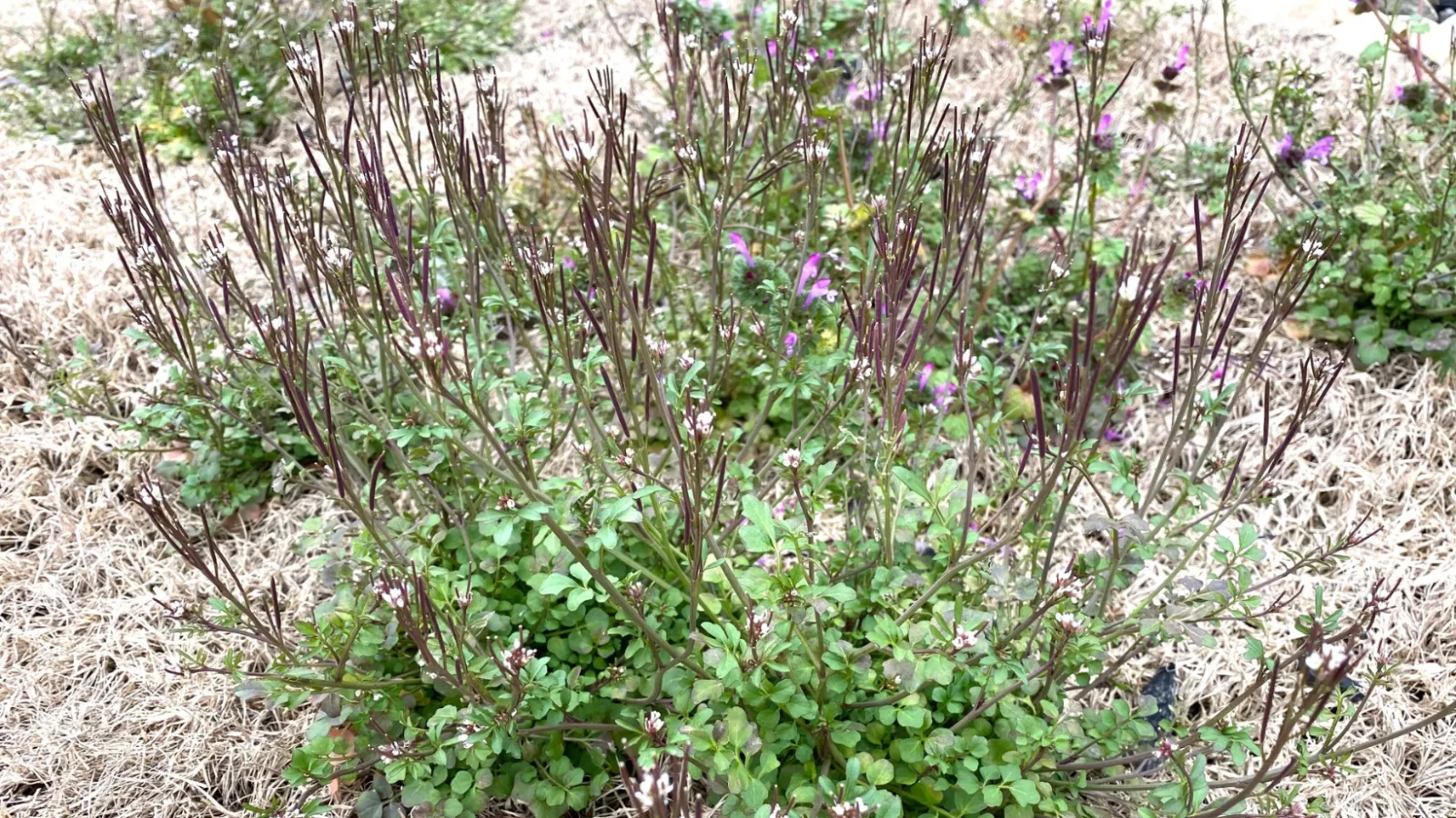 a close-up of some weeds