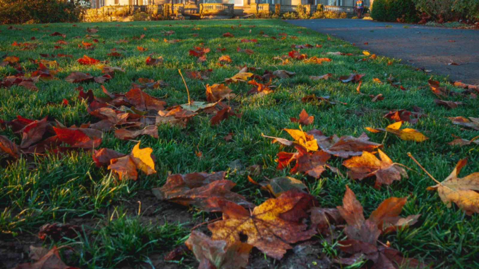 Leaves On Your Lawn