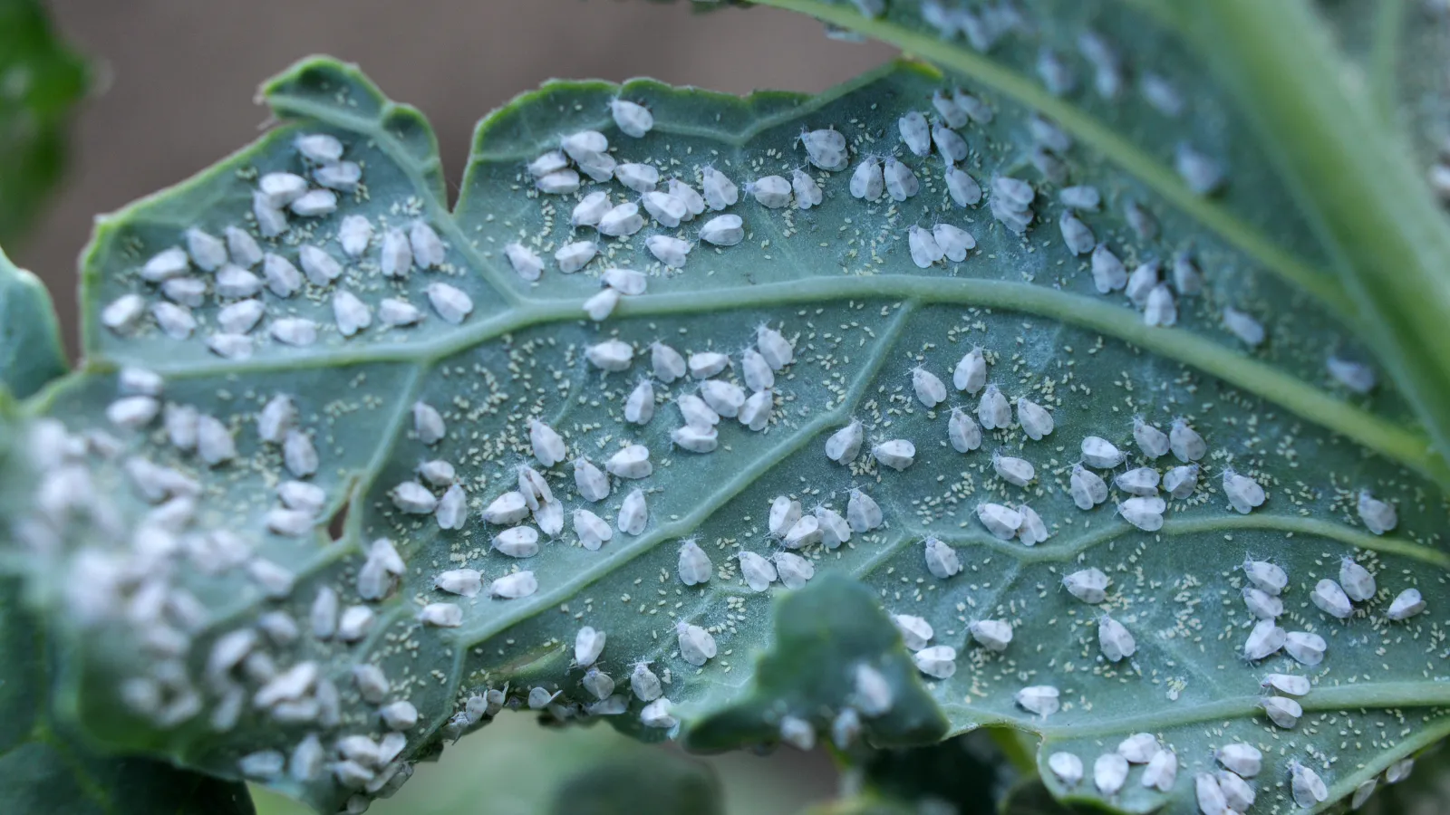 a close up of a leaf