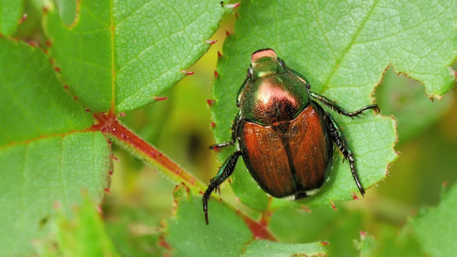 Japanese Beetles Eating Your Plants?