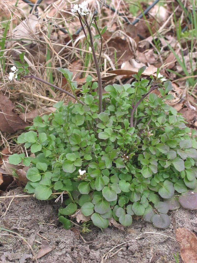 Bittercress winter weeds