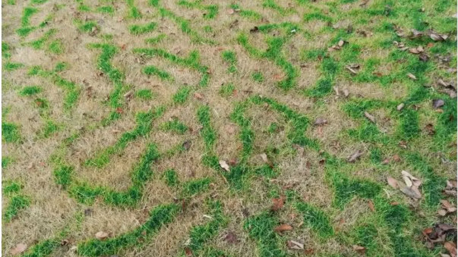 Grass Going Into Dormancy