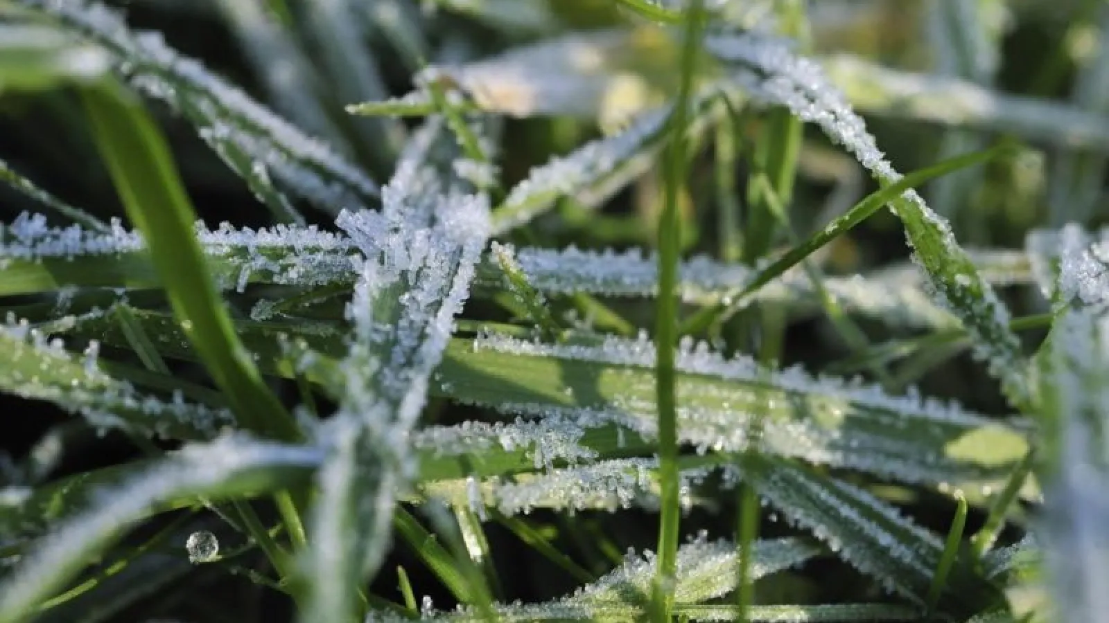 ice on grass blade