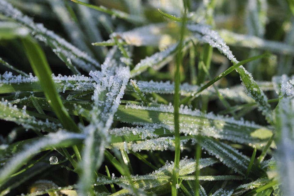 Forget Frosty the Snowman, You Have a Frosty Lawn