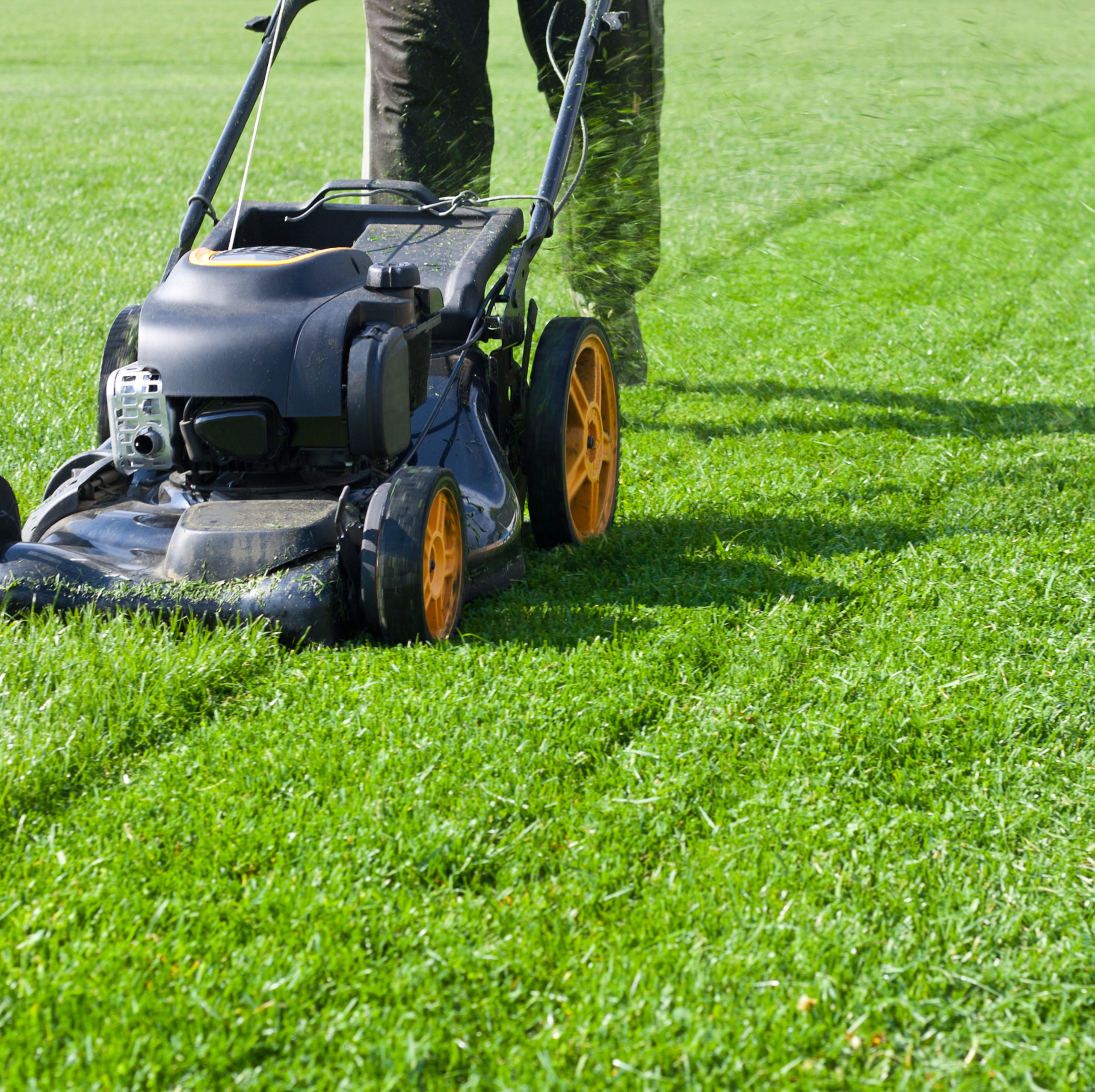 Winter Care For Fescue Lawns