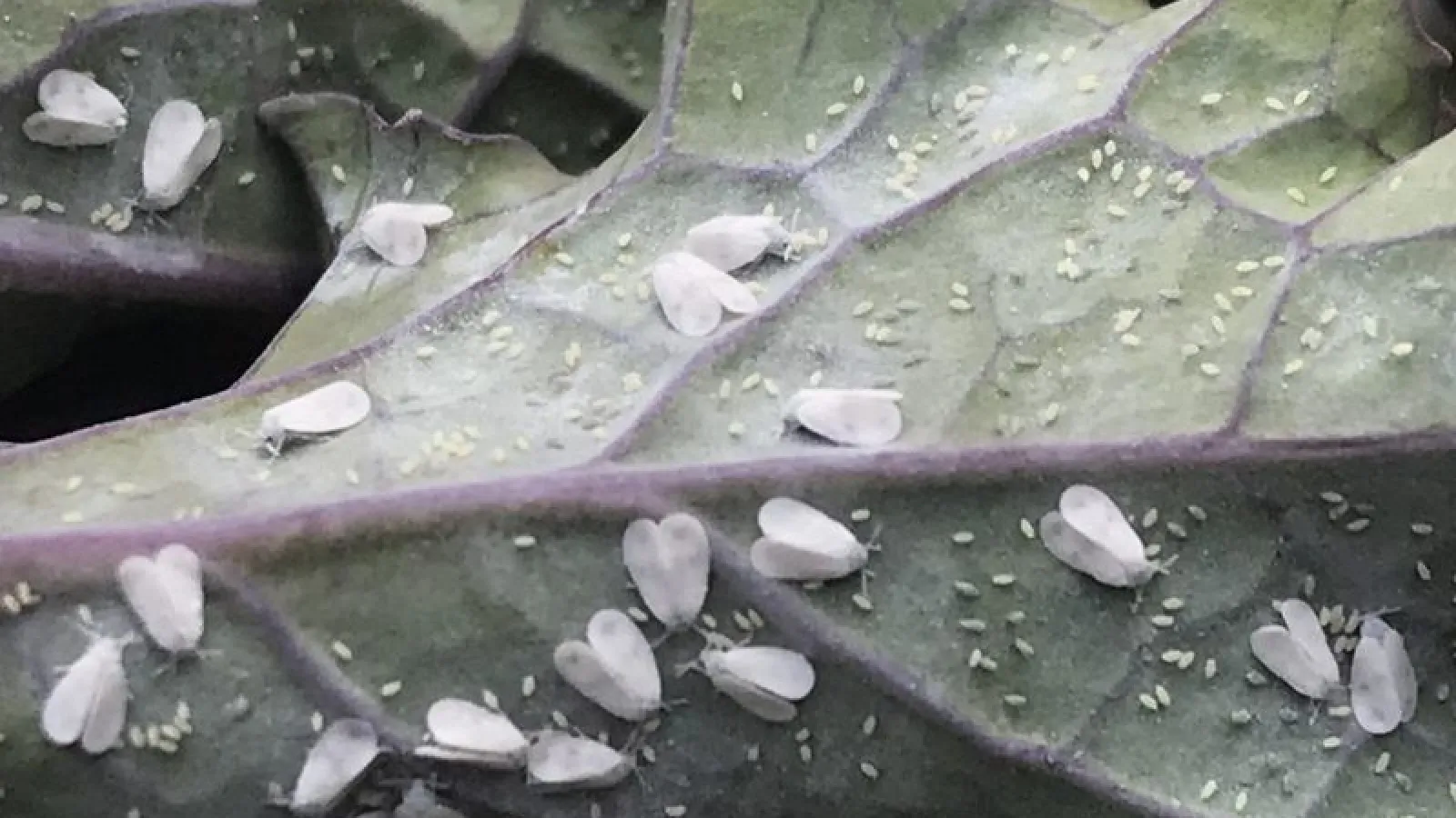 Whiteflies